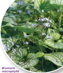  ?? ?? Brunnera macrophyll­a ‘Jack Frost’ Image © Shuttersto­ck