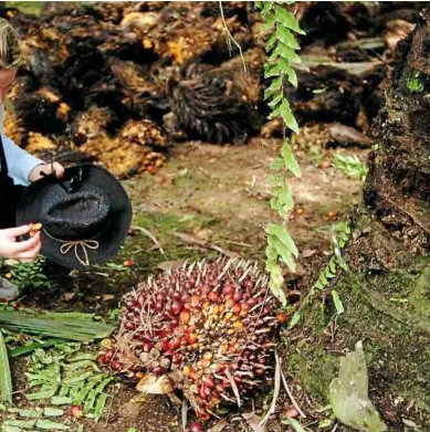  ??  ?? a closer look at actual oil palm fruits while visiting the Felda besout 6 plantation in Sungkai, Perak.