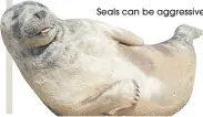  ??  ?? Seals can be aggressive