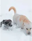  ?? FOTO: BIRGIT LETSCHE ?? Der Labrador (re.) rangiert in der Beliebthei­tsskala 2018 auf Platz zwei.