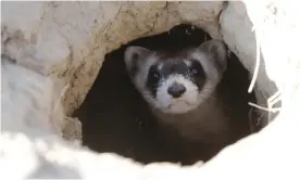  ?? Photograph: David Zalubowski/AP ?? Black-footed ferrets have been devastated by a deadly bacterium. The ferret found by Reese Nettles was one of 120 captive-bred animals recently released.