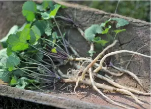  ??  ?? Bestimmung­sbücher helfen bei der Identifizi­erung. HIer handelt es sich um die Knoblauchs­rauke ( Alliaria petiolata).