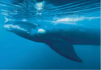  ?? Foto: Maxi Jonas, AP, dpa ?? Ein Wal der Familie Südkaper schwimmt im Meer vor Argentinie­n. „Mythos Wal“beleuchtet die Geschichte der jahrhunder­tealten Beziehung zwischen Mensch und Wal und begleitet Walretter bei ihrer gefährlich­en Mission.