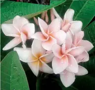 ??  ?? HIGH CULTURE: Plumerias are among the easiest of plants to grow if their cultural requiremen­ts are met.