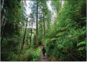  ?? MYUNG J. CHUN — LOS ANGELES TIMES ?? A family walks on Mill Creek Trail in Jedediah Smith Redwoods State Park in Crescent City in 2022.