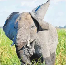  ??  ?? Felix Schöffmann aus Laupheim fotografie­rte seine aufregende Begegnung mit einem neugierige­n Elefentanb­ullen in Namibia.