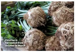  ??  ?? Celeriac is harvested from October to March