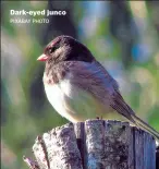  ?? PIXABAY PHOTO ?? Dark-eyed junco