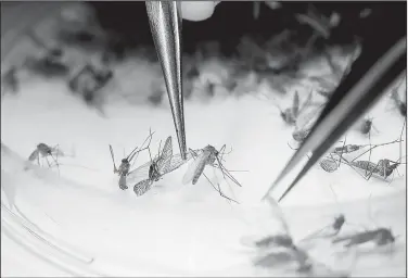  ?? AP/LM OTERO
Dallas County Mosquito Lab microbiolo­gist Spencer Lockwood sorts mosquitoes collected in a trap Thursday in Hutchins, Texas. The trap had been set up in Dallas County near the location of a confirmed Zika virus infection. Although there has b ??