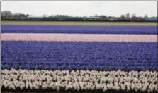  ?? MARTINO MASOTTO VIA AP ?? A tulip field near Lisse, Netherland­s.