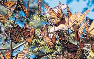  ??  ?? i Fancy a flutter? Monarch butterflie­s gather in Mexico after an epic migration south