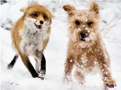  ??  ?? Unlikely pals: The snow was a big hit for hand-reared fox Rosie and terrier friend Maddy in North Wales yesterday