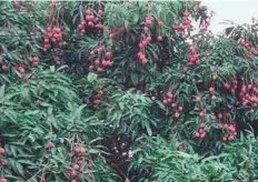  ??  ?? After the encephalit­is scare last year, lychee farmers are again
■ staring at severe losses as their products remain unsold.