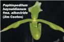  ?? (Jim Cootes) ?? Paphiopedi­lum haynaldian­um fma. alboviride