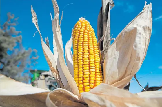  ?? ?? Diversific­ación. El auge de las siembras de maíz tardío permitió reducir el riesgo productivo del cereal, ya que ofrece mayor estabilida­d de rindes.
