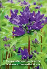  ??  ?? Campanula glomerata ‘Superba’ is a famous clustered bellflower.