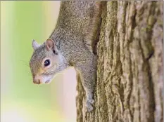  ?? Lori Van Buren / Times Union ?? The Humane Society of the United States says squirrels contribute to tree repopulati­on by burying nuts.