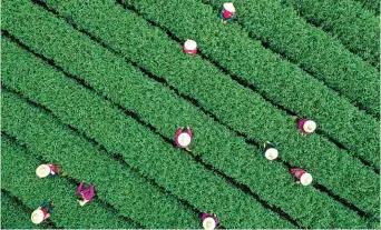  ?? AFP-Yonhap ?? Picking tea leaves Workers pick tea leaves at a tea field in Hangzhou, in eastern China’s Zhejiang province, Tuesday.