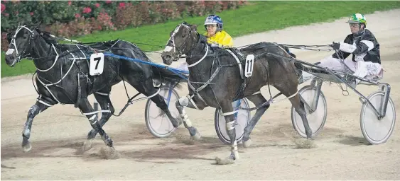  ?? Picture / Greg Bowker ?? Spanish Armada is favourite for the $150,000 NZ Oaks at Addington tonight.