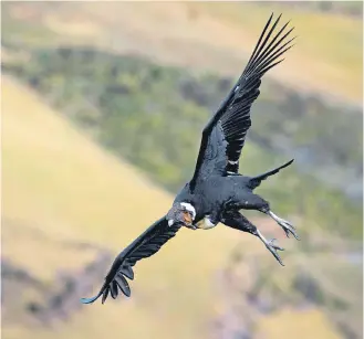  ?? EFE ?? La población de cóndores de Colombia es de unos 60 individuos, la mayoría está en la Sierra Nevada.