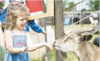  ?? ?? Valparaiso resident Charlotte Scott, 4, feeds a goat during Johnson’s Strawberry Fest in Hobart on Saturday.
