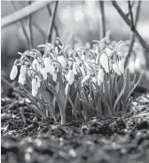  ?? CHICAGO BOTANIC GARDEN ?? Snowdrops (Galanthus nivalis or Galanthus elwesii) are spring-flowering bulbs that have begun to bloom in the Chicago area.