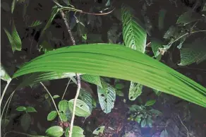  ??  ?? The leaf of the lemba plant. (Right) The amazing lemba fruit. Photos: FRANCOIS COUPLAN