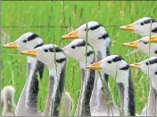  ?? GETTY IMAGES ?? Bar-headed geese at Qinghai lake in Tibet.