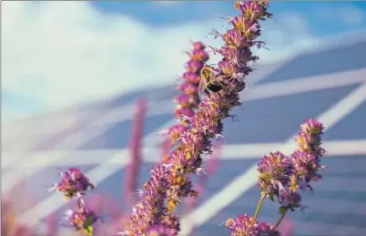  ?? EE ?? La siembra de plantas aromáticas permite atraer especies polinizado­ras.