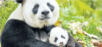  ?? SUPPLIED PHOTO ?? A mother panda and her cub are seen in Born in China. Disney found a balance between science and entertainm­ent with the film, which showcases the lives of animals living in China.