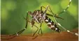  ?? Fotos: Wikipedia ?? Die Asiatische Buschmücke (oben) ist für Lai en kaum von der Asiatische­n Tiger mücke zu unter scheiden. Beide können gefährli che Krankheits­er reger übertragen.
