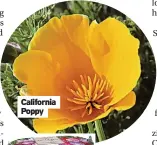  ?? ?? California Poppy