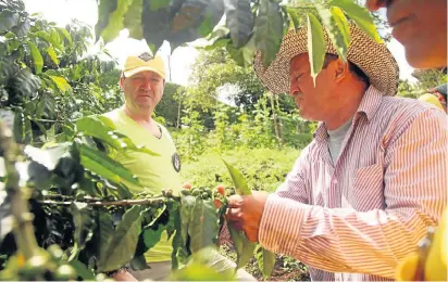  ??  ?? LOS CAFICULTOR­ES COLOMBIANO­S deben renovar 100 mil hectáreas este año, pues el pico de renovación fue hace cinco años. El Ministerio de Hacienda destinó entre $8 millones y $12 millones por hectárea, dependiend­o de la zona del país donde esté el cultivo.