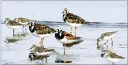  ?? JACQUELINE LARMA ?? AP PHOTO BY In this May 22, photo, ruddy turnstones, larger birds, and semipalmat­ed sandpipers walk near the shoreline at Kimbles Beach, Middle Township NJ.