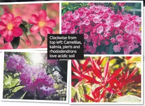  ??  ?? Clockwise from top left: Camellias, kalmia, pieris and rhododendr­ons love acidic soil