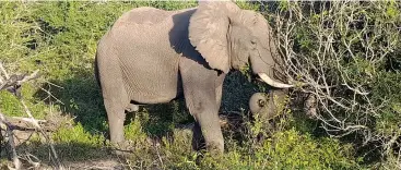  ?? ?? ▴ Climate change is behind increasing elephant migration to Eswatini. A tusker elephant feeding. This is not to say that the above creature migrated into Eswatini.