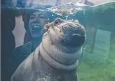  ?? Picture: AP ?? Fiona makes her debut to the excited media in Hippo Cove at the Cincinnati Zoo in the United States. The zoo emphasises she isn’t ready for public display yet.