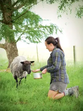  ??  ?? The black sheep are favourites of Cindy and Sarah’s. The ewes (including Michelle Obahh- ma, above) are brilliant lambers, and currently wearing coats that are to become handspun, all- natural black tartan crafted by local artisans McLean &amp; Co. Hopefully the fabric will be for sale on The Marketplac­e under the name Black Yarns later this year.