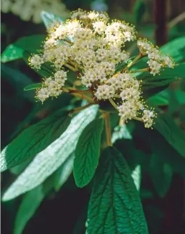  ??  ?? Viburnum rhytidophy­llum: dull white flowers and occasional black fruits conceal long leaves with down-covered undersides