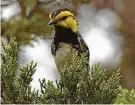  ?? Rick Kostecke / The Nature Conservanc­y ?? Hays County is joining a suit to halt the Permian Highway Pipeline, saying it would destroy a warbler habitat.