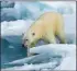  ??  ?? El oso polar del Ártico tendrá protección rusa