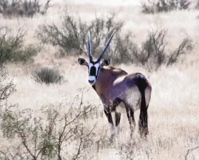  ?? RICHARD PIPES/JOURNAL ?? An oryx roams the Armendaris Ranch in southern New Mexico. Oryx have thrived in the region, where they have no natural predators. They are well equipped to defend themselves against mountain lions, coyotes and other local species.