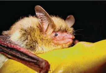  ?? Associated Press ?? The U.S. Fish and Wildlife Service said Wednesday it was postponing reclassifi­cation of the northern long-eared bat, shown above, from “threatened” to the more severe “endangered” category until March 31. The change had been scheduled to take effect Jan. 30.