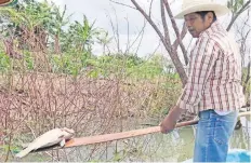  ??  ?? Pobladores acusan que los pozos de Pemex podrían ser los generadore­s de la contaminac­ión, pues en sus alrededore­s se observan las especies muertas.