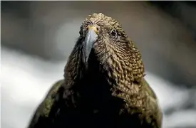  ?? ALDEN WILLIAMS/FAIRFAX NZ ?? The kea has been crowned bird of the year.