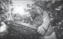  ?? LI MING / XINHUA ?? A worker sorts coffee beans at a farm in Brazil.