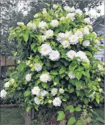  ?? CONTRIBUTE­D PHOTOS BY SHIRLEY ROONEY ?? Eight-year-old Nelly Moser (pink) and Duchess of Edinburgh (white) clematis fed with slow release fertilizer and watered when dry.