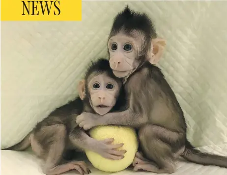  ?? SUN QIANG AND POO MUMING/CHINESE ACADEMY OF SCIENCES VIA THE ASSOCIATED PRESS ?? Cloned macaque monkeys Zhong Zhong and Hua Hua sit together with a fabric toy. For the first time, researcher­s have used the cloning method that produced Dolly the sheep to create two healthy monkeys, potentiall­y bringing scientists closer to being...