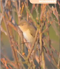  ?? Photo Arthur Duncan ?? Siberian chiffchaff: this bird should be wintering on the Indian subcontine­nt. Another first record for Arran.