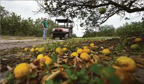  ?? Chris O’Meara / Associated Press ?? Fifth-generation farmer Roy Petteway looks at the damage to his citrus grove from Hurricane Ian on Wednesday in Zolfo Springs, Fla.